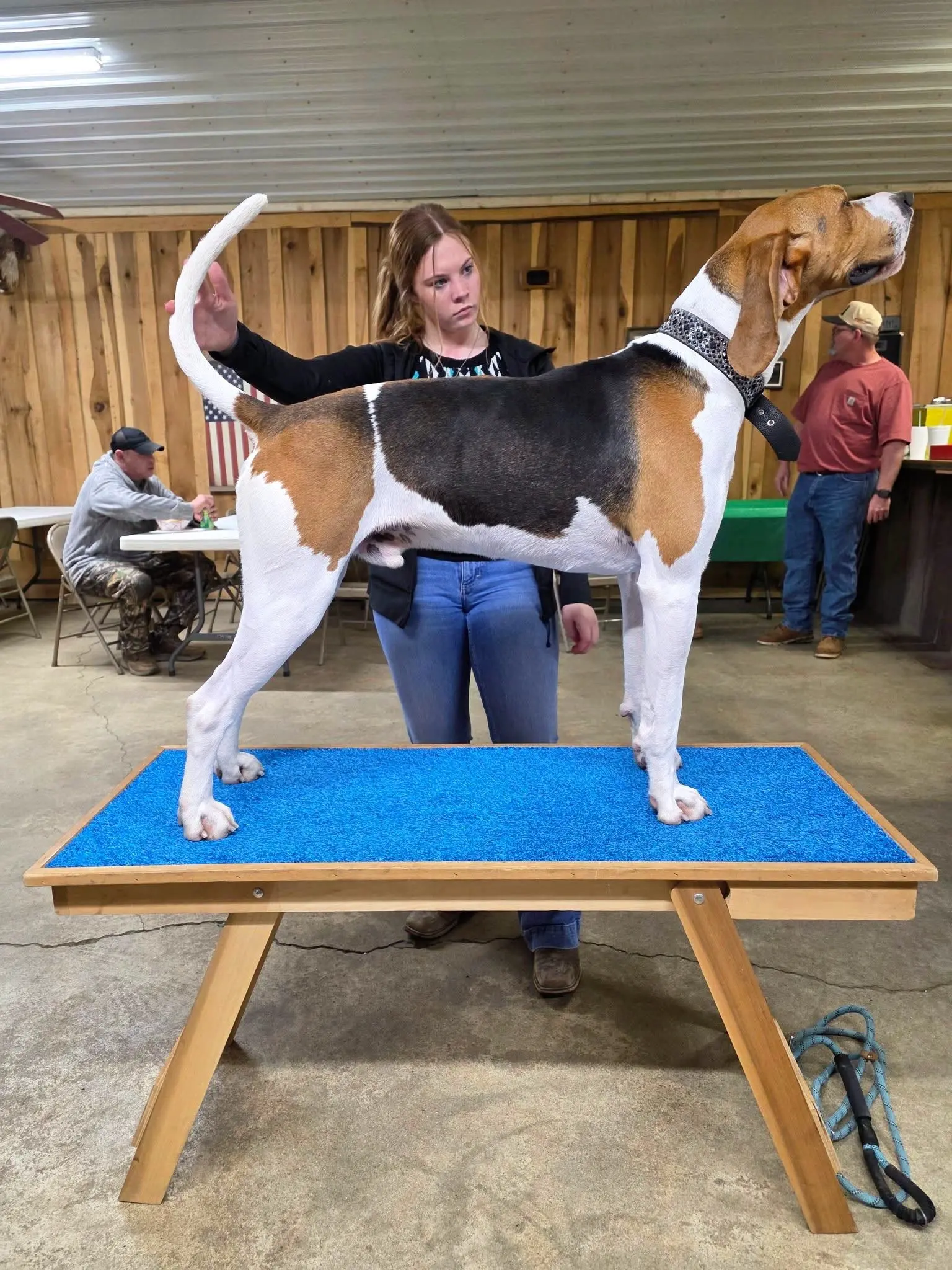 Treeing walker coonhound