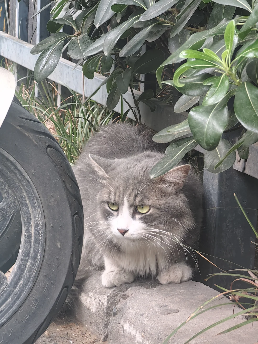 西安新城区丢猫寻主