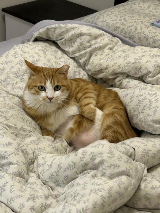 胸毛为什么长得比肚子毛快