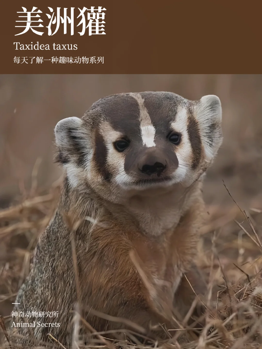 每天了解一种趣味动物👀美洲獾（huān）