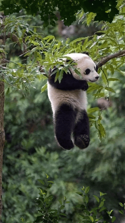 家人们快来看这淘得没边儿的熊猫崽！噌噌噌爬到树顶，结果卡在细树枝上，上不去下不来