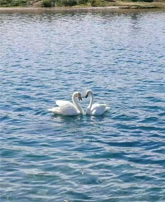 湖面上一对优雅的白天鹅，静谧而美丽。