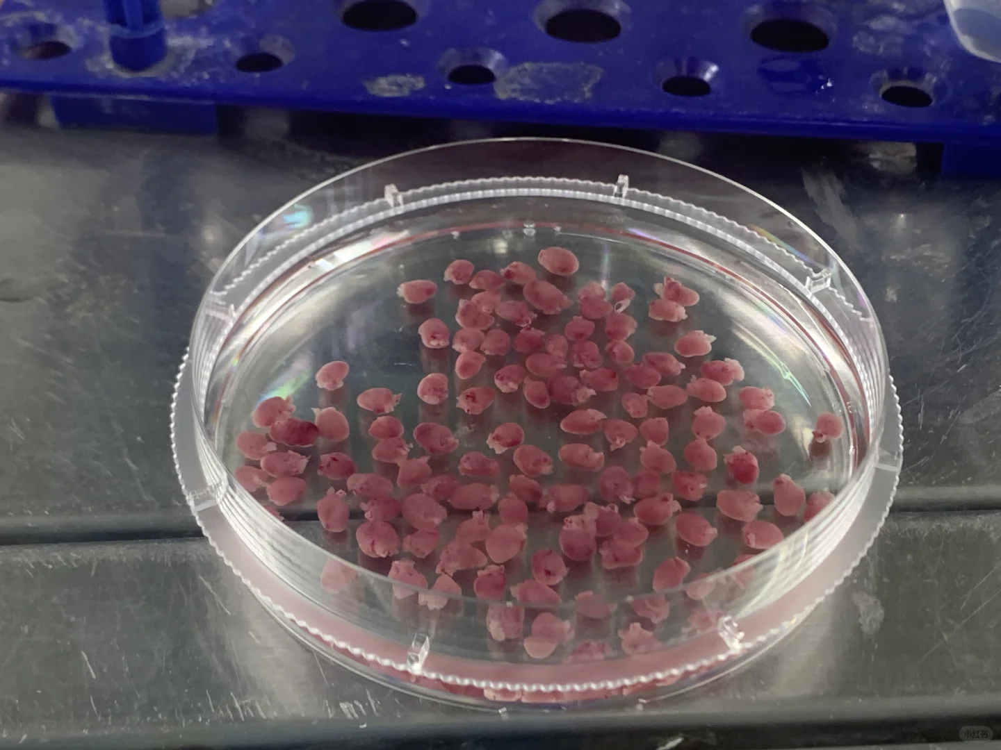 也就一百多只大鼠