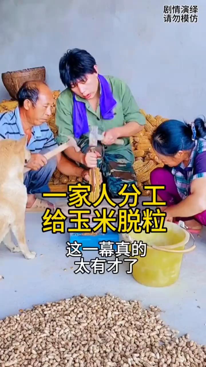 一家人分工给玉米脱粒，这一幕真的太有才了。
一家人正在剥玉米粒，只见男子铁锤在敲