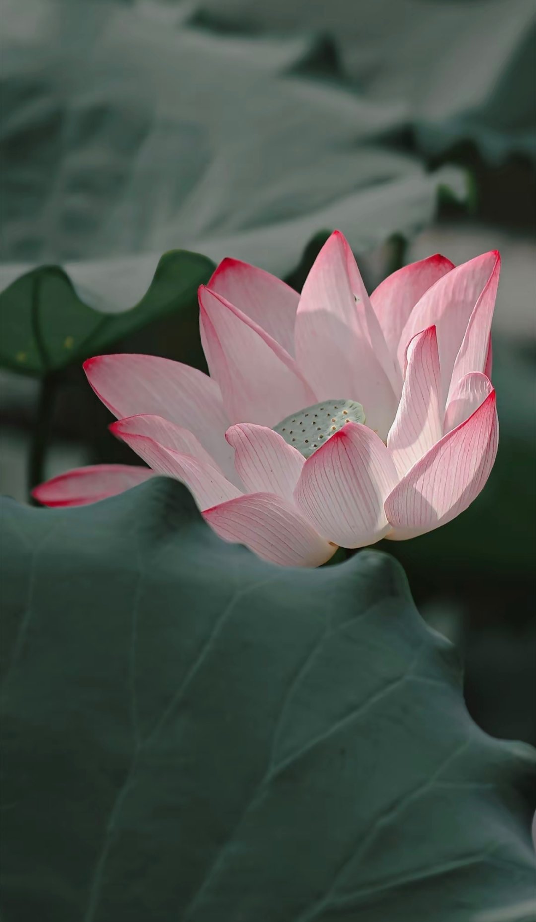 日行一善日行一善 善良是条双向的河流，在滋润他人的同时，也滋养着自己的心田。付出