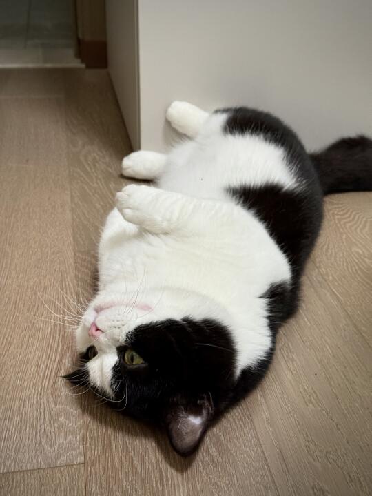 猫煤气罐罐