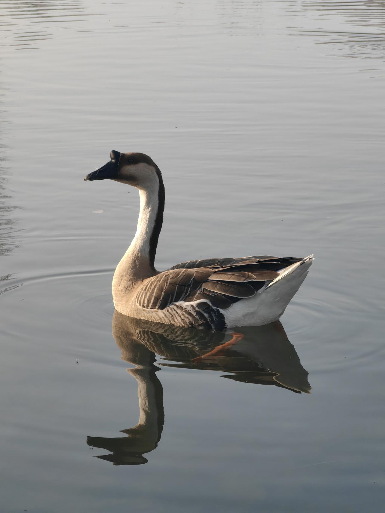 我们把培养符合文化理念的行为的过程，叫做理念实践。
