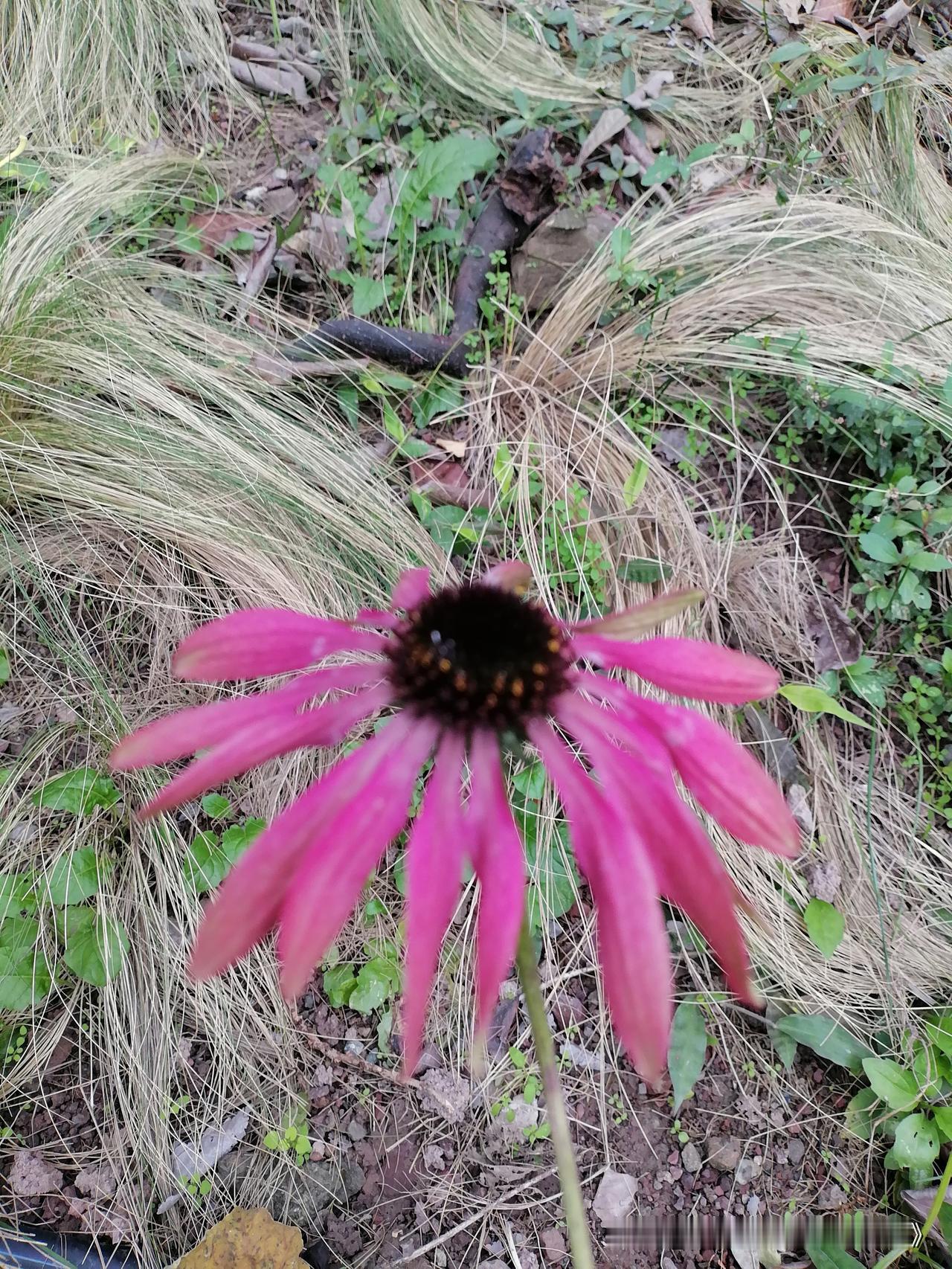 分享一张拍的花