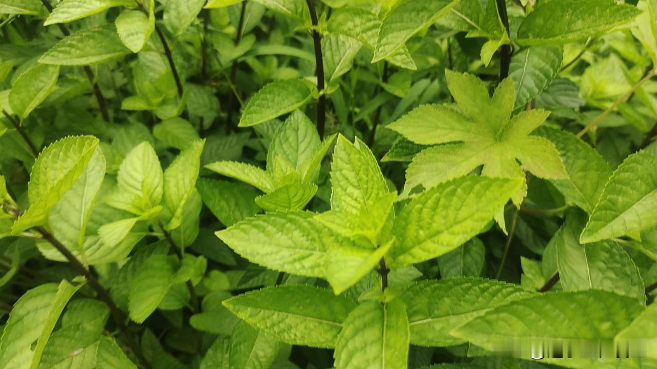 【墨盘风物：薄荷】
据瑞典卫生部门检测，中国大陆推崇的莲花清瘟胶囊中有效成分为薄