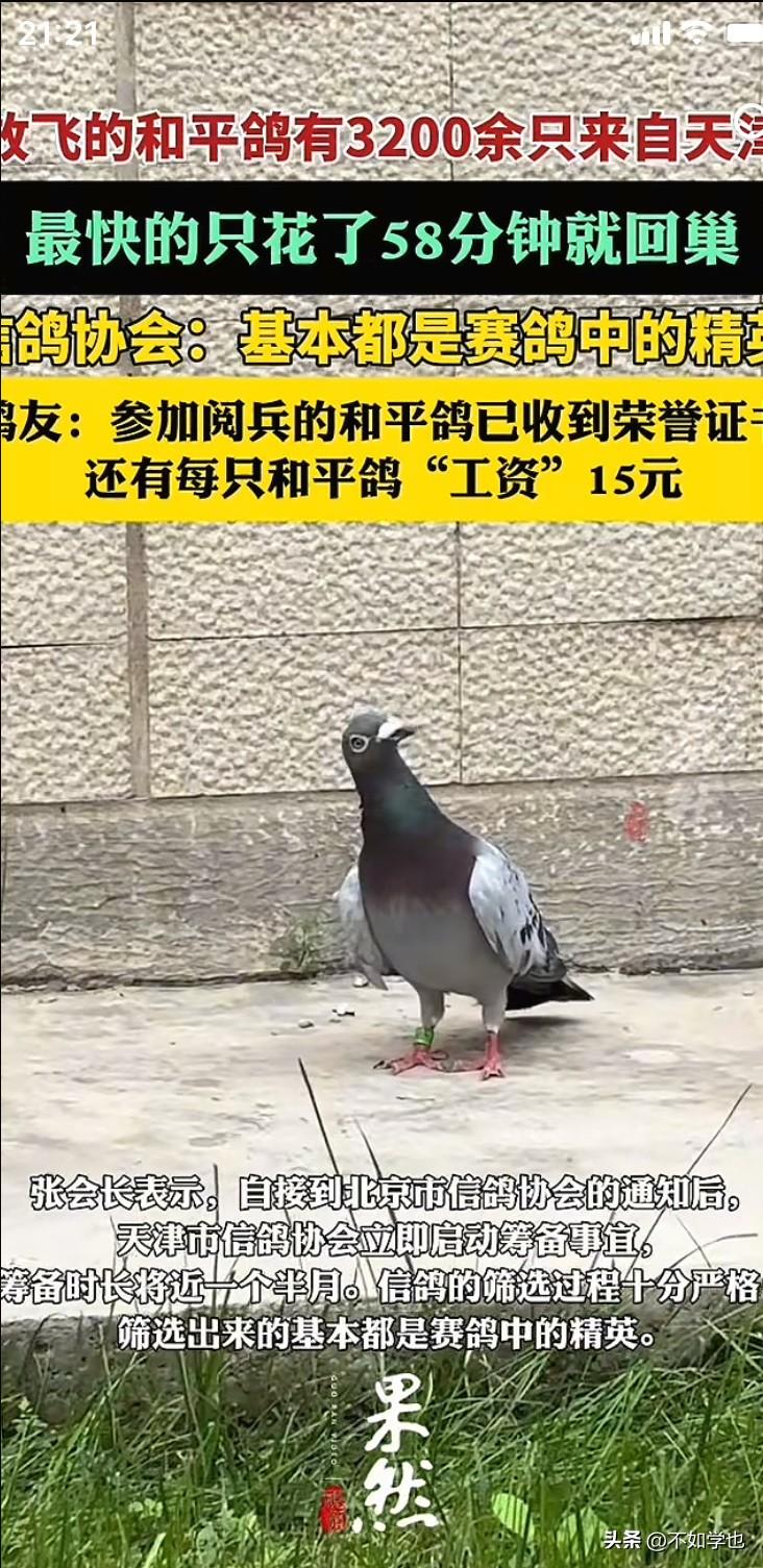 终于知道了
为什么国家要给每只和平鸽发15块钱的工资了

虽然钱不多，但这是国家
