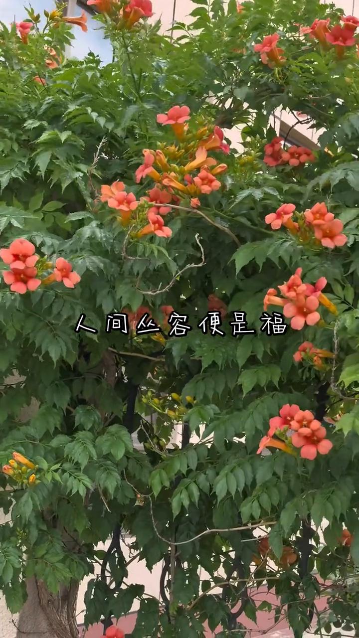 人间丛容便是福。