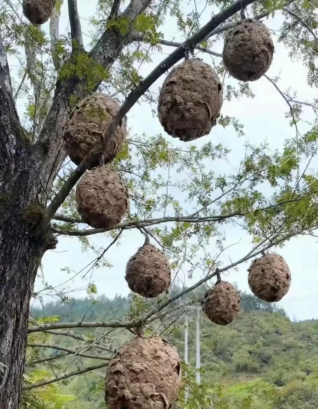 中国🇨🇳
西双版纳•油炸蜂蛹
- 食材：蜂蛹、食用油、食盐。
- 步骤：将蜂