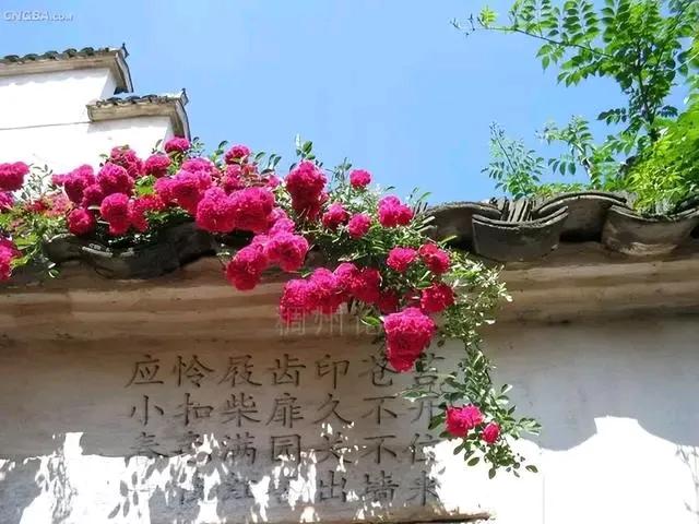 上联：红杏出墙撩骚汉；
下联：？？