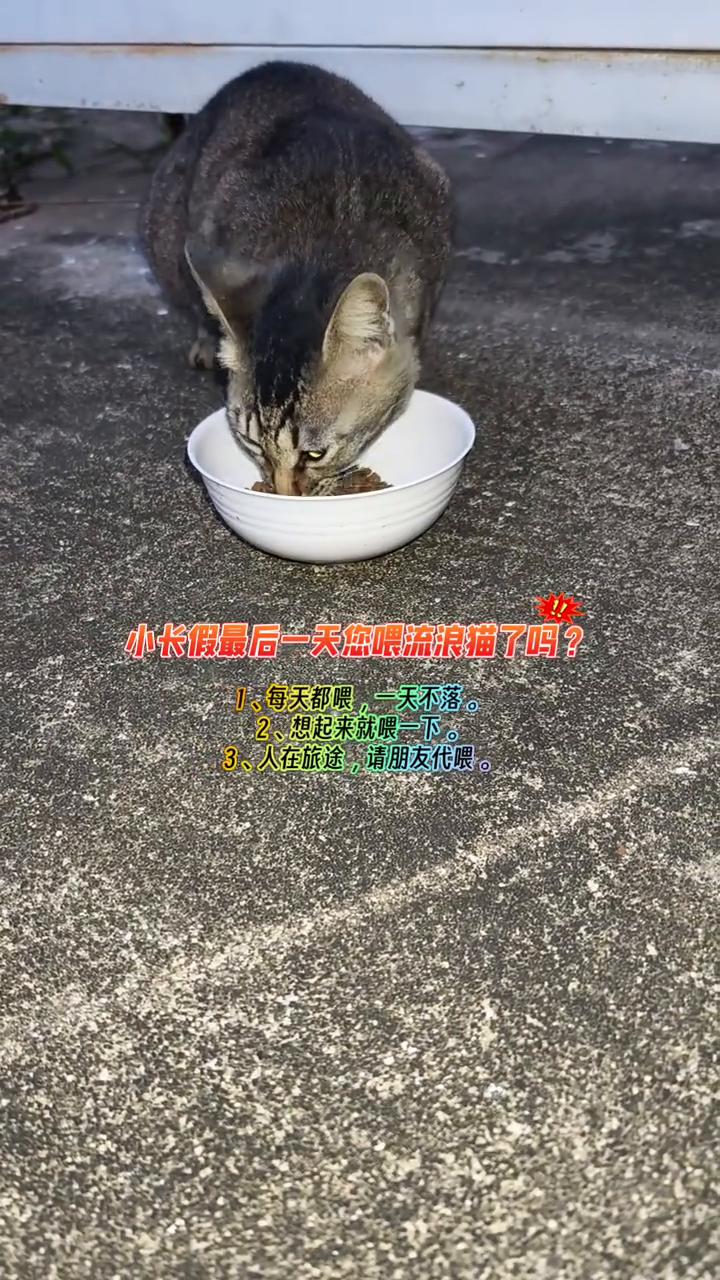 小长假最后一天您喂流浪猫了吗？
·1、每天都喂，一天不落。
·2、想起来就喂一下