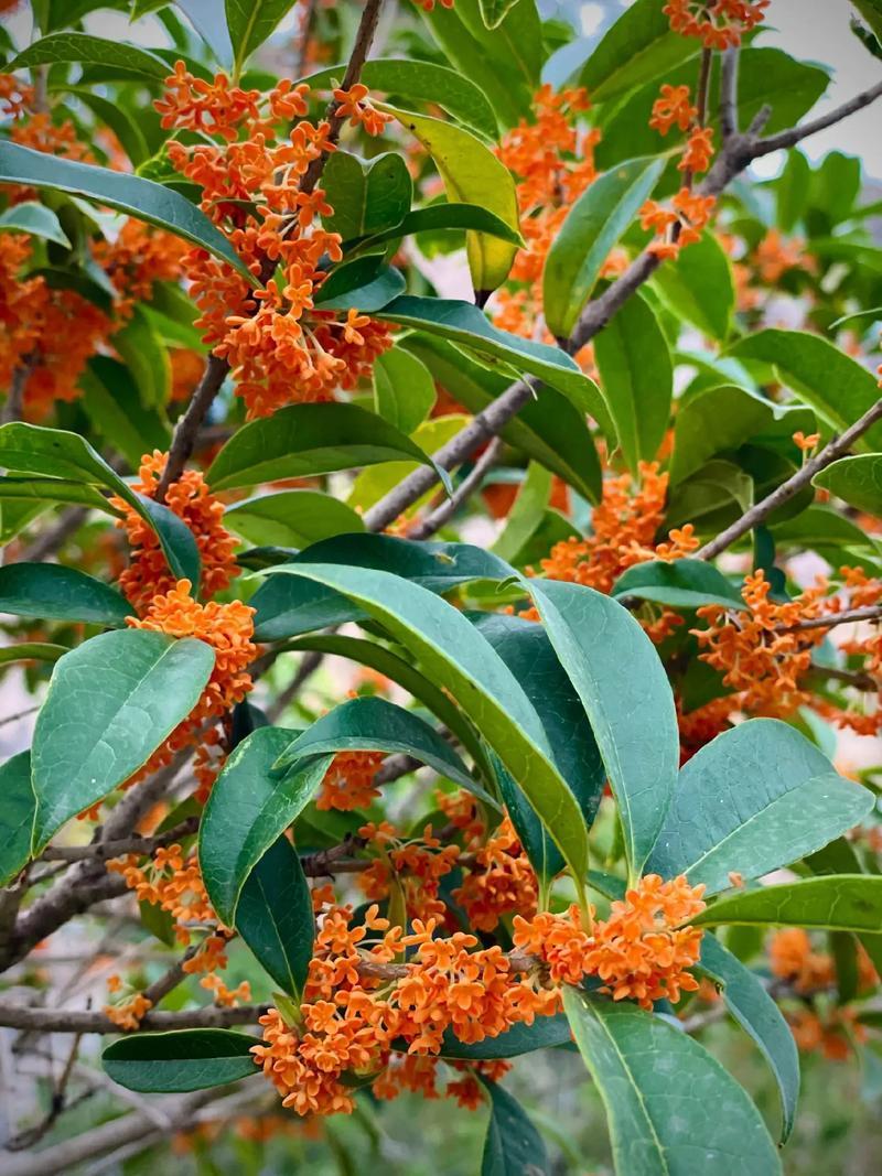 桂花对于南方人来说都不陌生，随处可见，可能北方一些地方就不太可能经常打交道，但是