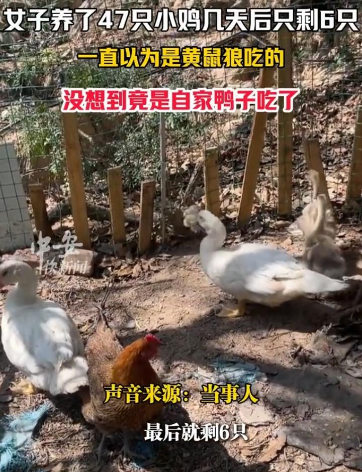 福建这只鸭子可真是刷新了大家对它的认知！在多数人印象里，鸭子就是吃稻谷青菜的温顺