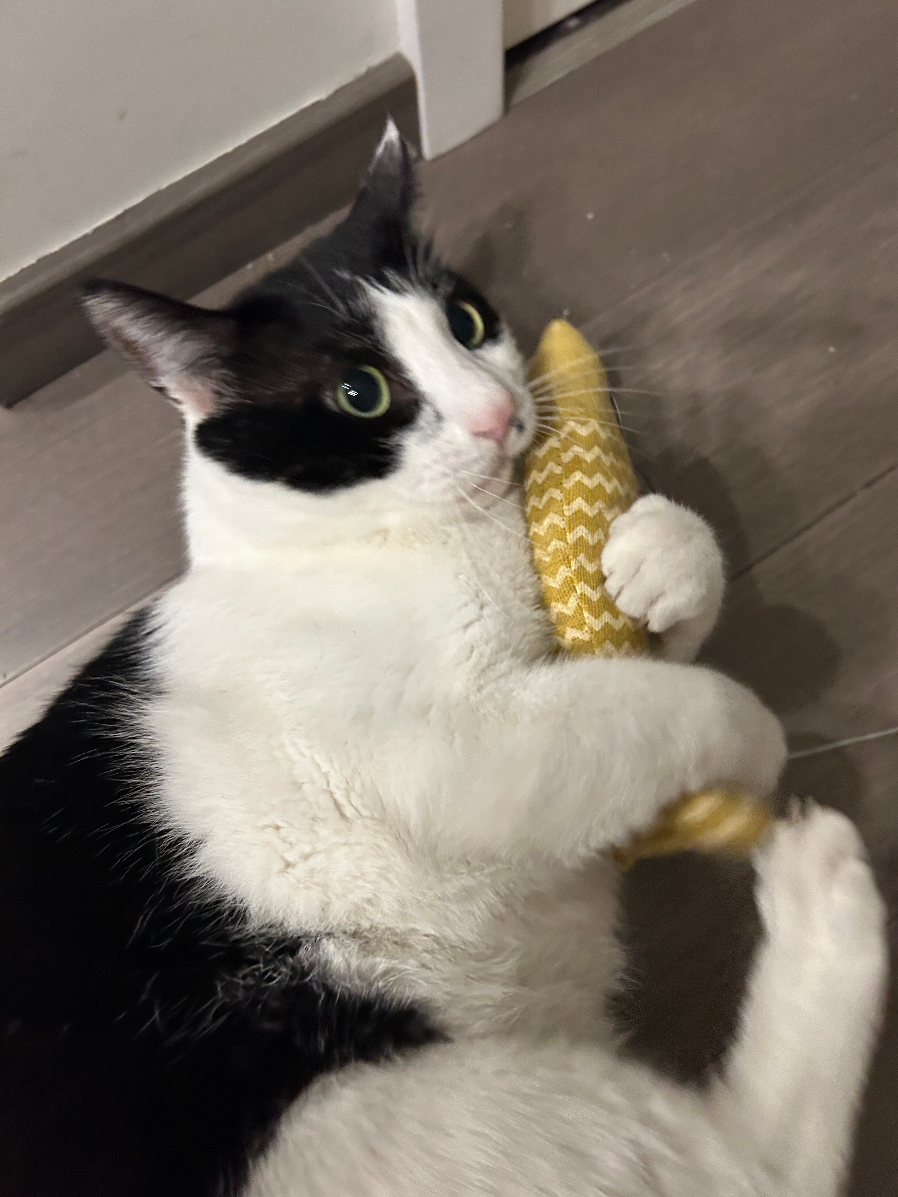 “胖子就是玩小黄鱼也像在吃烤玉米”daily奶牛猫 （投稿：） 