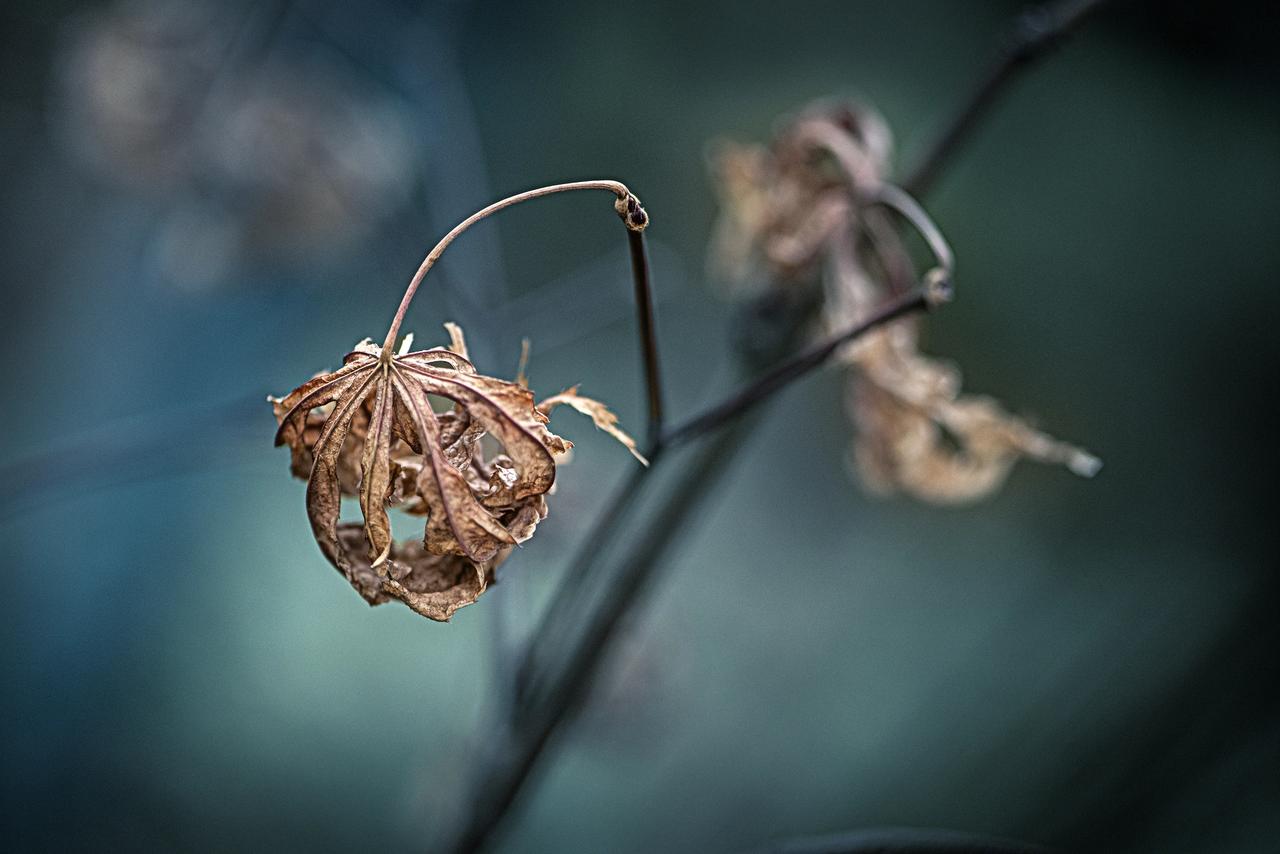 忘了浇水的花。