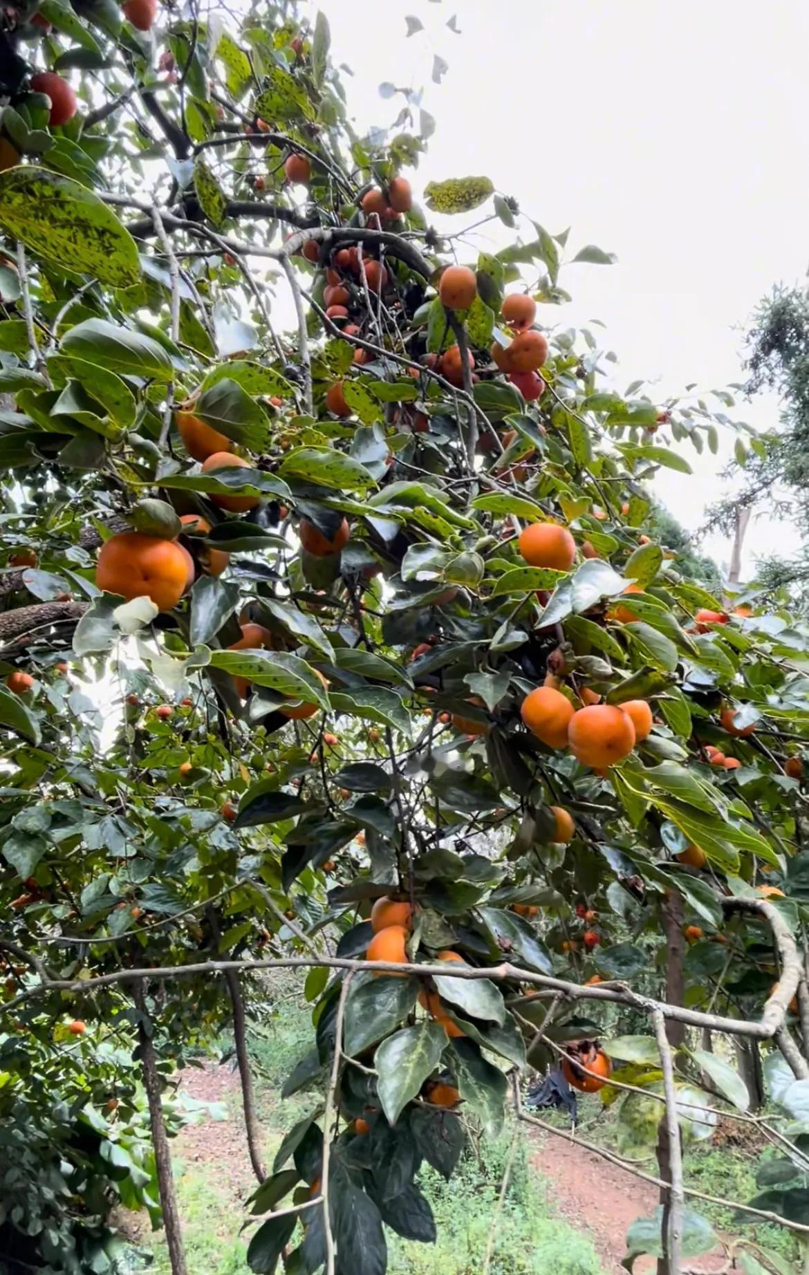 #下联：秋意浓浓乐丰年，诚邀上联#
硕果累累满枝头