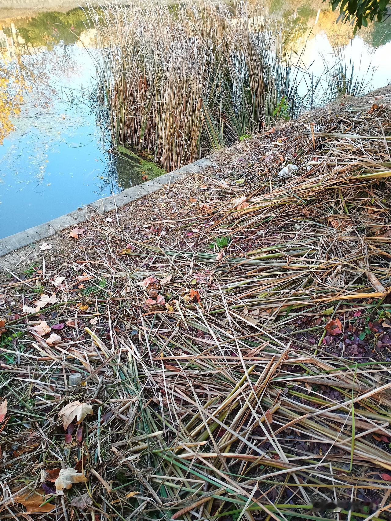 分享今日随手拍的照这里的水竹快要被割完了。据说，当地正在迎接文明创建检查，说景观