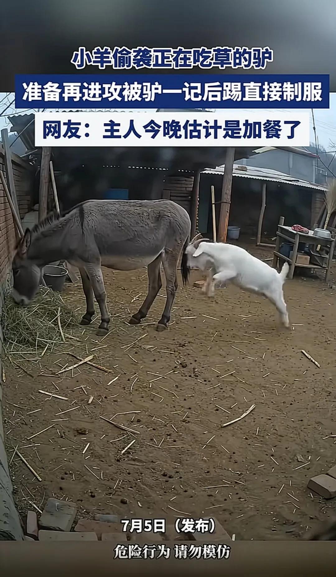 小羊顶馿，没想到报复来的那么快！