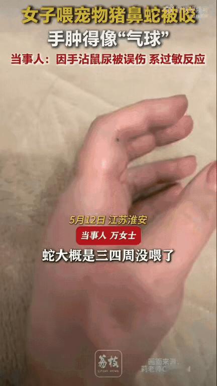离谱又吓人！ 江苏一位女生养了条宠物猪鼻蛇，居然连着三四个星期都没给蛇喂食。当她