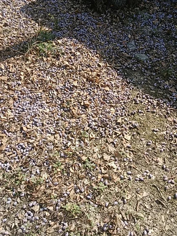 春节到，“天南地北大拜年”这传统活动可太有意义啦！过去一年，大家都在各自城市为生