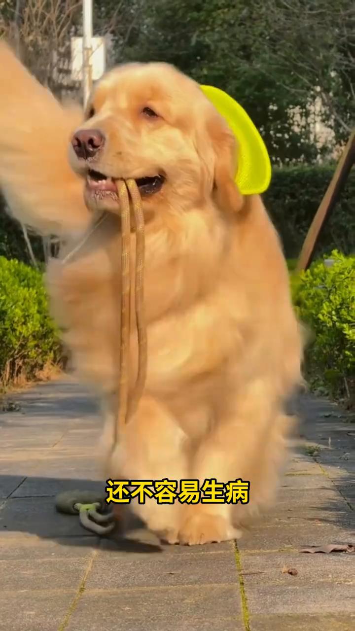 狗狗活得久，喂狗喝水有讲究。
要想狗狗活得久，喂狗喝水有讲究。在水中加入这3样东