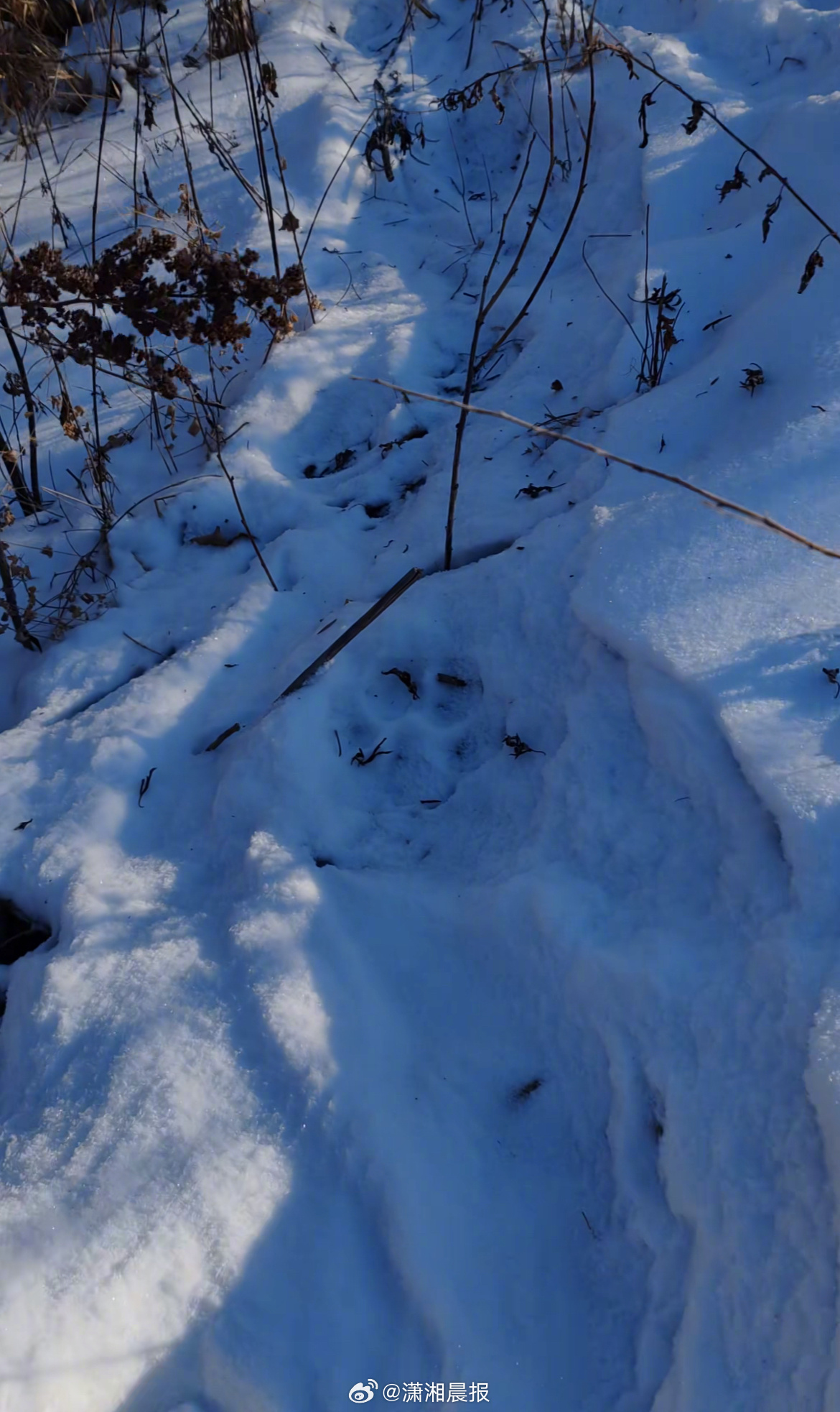 【#吉林有村民称自家狗被老虎叼走吃掉#，雪地发现大脚印！#多方回应老虎进村把狗叼