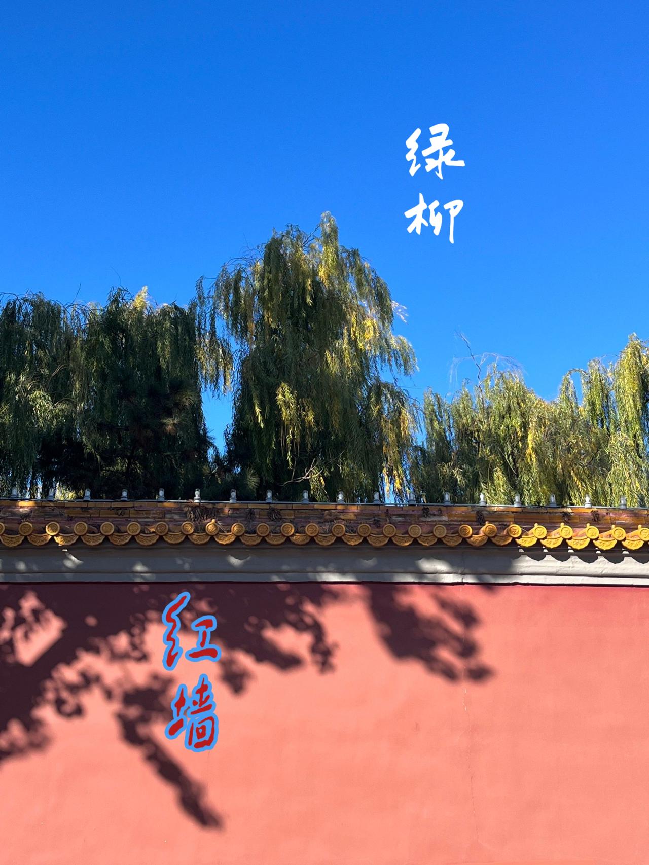 一张红墙绿柳，引发的当代网络诗人们接龙盛宴：
一、莺流光，莺流光，萧萧几许染春光