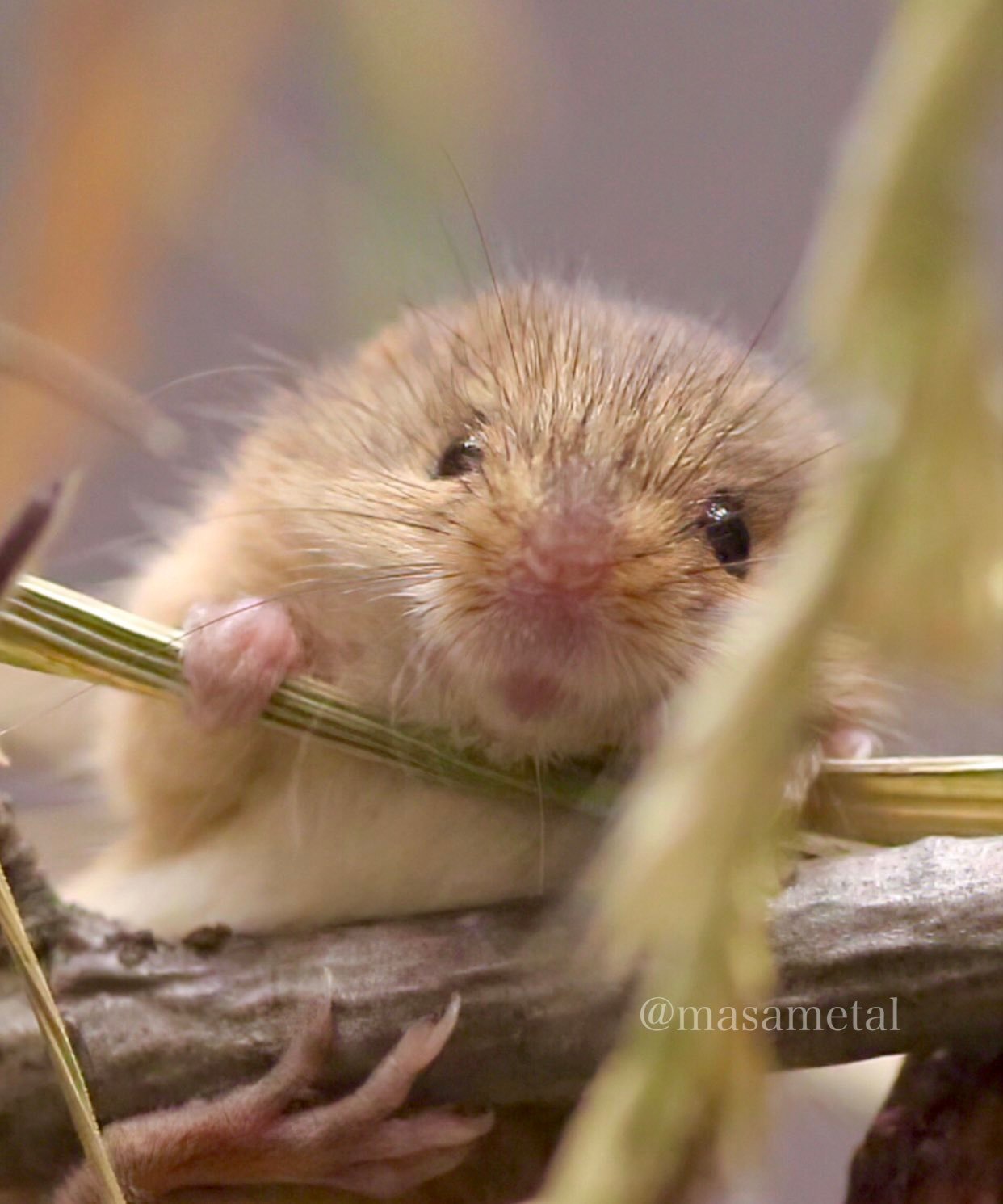 很好，食物链底端的新苦命CP诞生！林间小甜点🍰X高原大米饭🍚大D老师认证~睡
