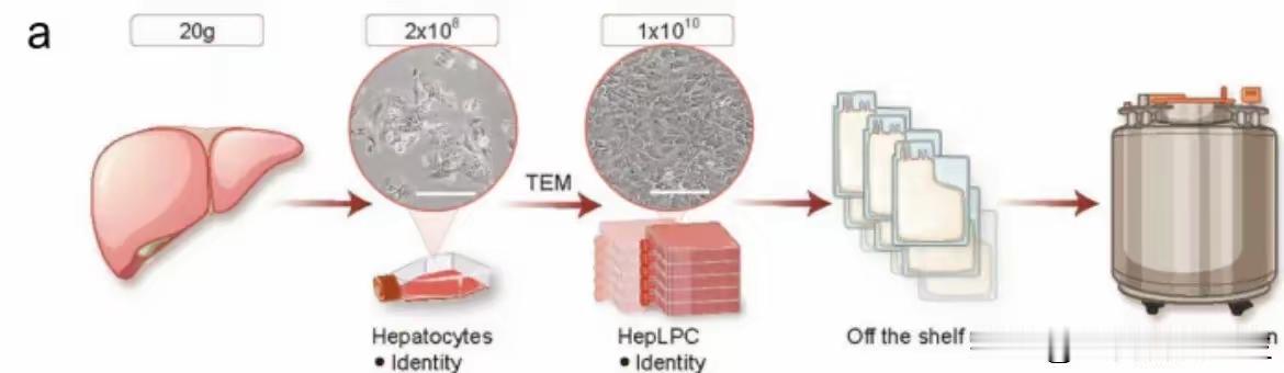 1. 上海团队全球首创细胞疗法 9名肝硬化患者零严重不良事件：上海仁济医院夏强院