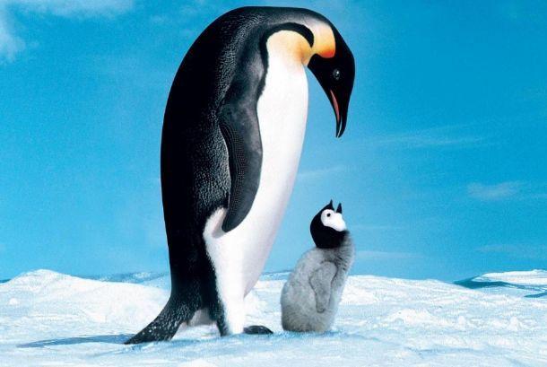 在寒冷的南极，企鹅是如何抵御刺骨的寒冷呢？其实，它们有许多“秘密武器”帮助自己保