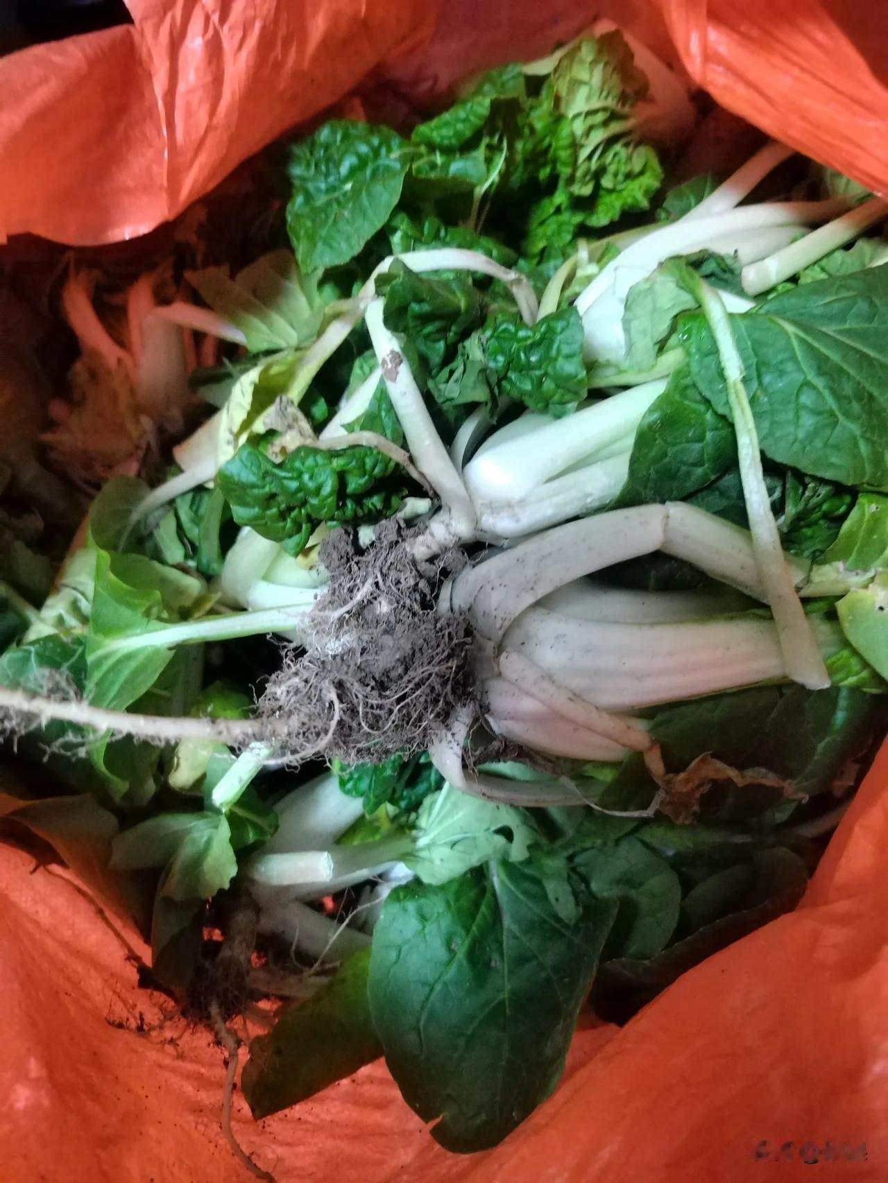 你发现吗？
婆婆再好也不是妈，
这是婆婆给的菜，
俺老公掂回来好大一袋，
我打开