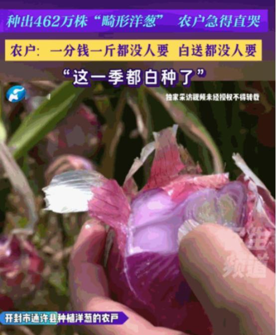 真是丧尽天良！6月6日河南广播电视台民生频道报道，河南开封，农户们本指望能有个好