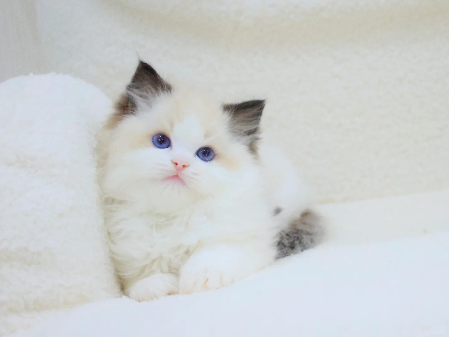 日本布偶猫｜东京布偶猫