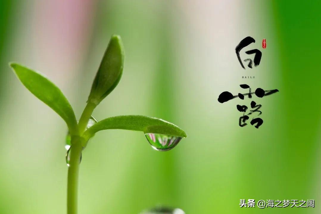 秋夜揽星河又是一年白露至，草木凝清霜，秋夜揽星河。这个季节变化快了，没有了夏日的