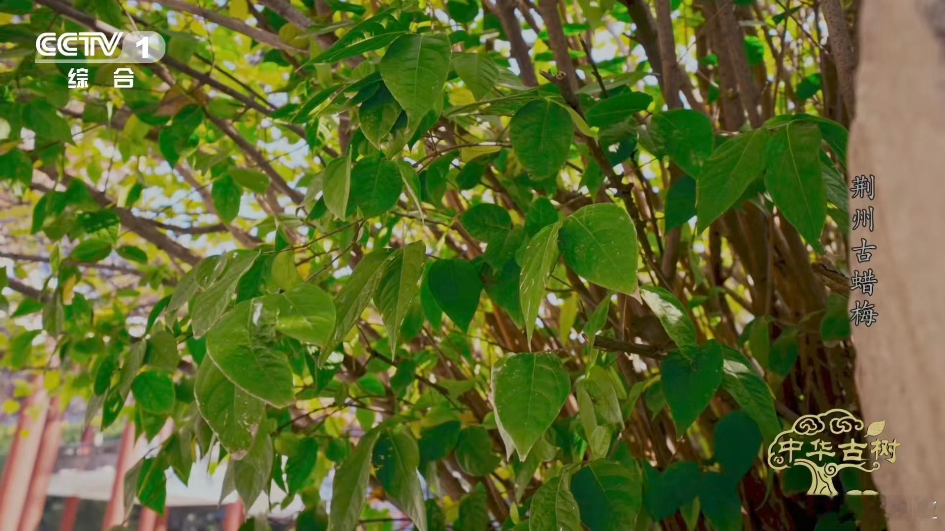 是蜡梅还是腊梅终于分清蜡梅和梅花了 蜡梅科和蔷薇科，差了十万八千里。就像熊猫和小