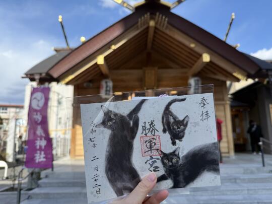 黑猫家长狂喜⛩️