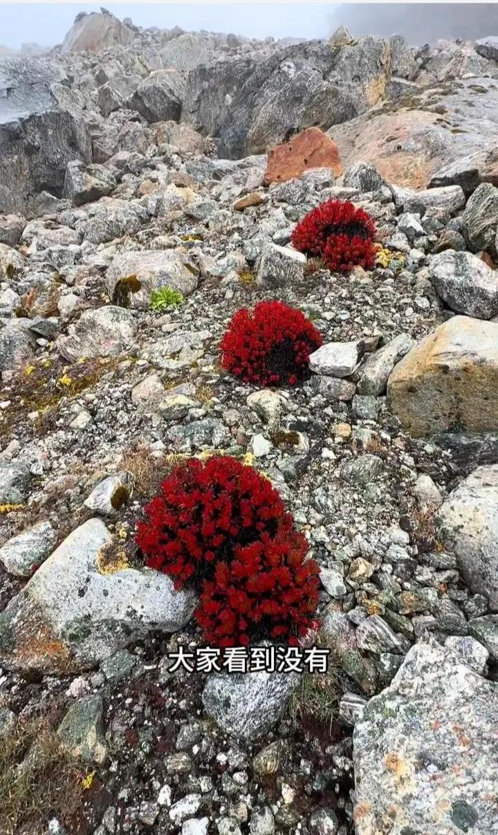世界之大
无奇不有！
在海拔5300多米的珠峰东坡乱石缝里
竟藏着大片鲜红的红景