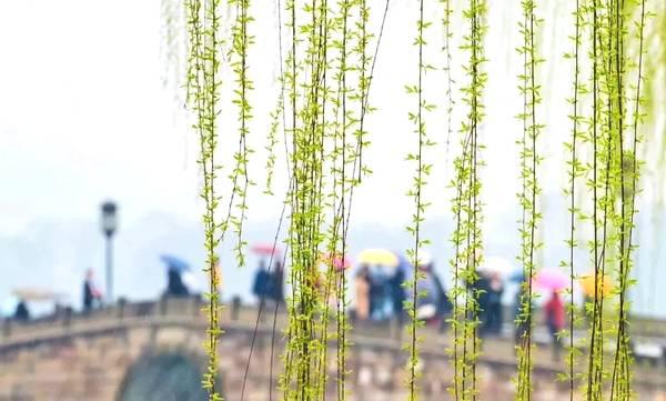 万物起始一切更生钱塘春立，巷暖花初
 
东风掠过西湖的冰痕，便撞开了杭州的立春。