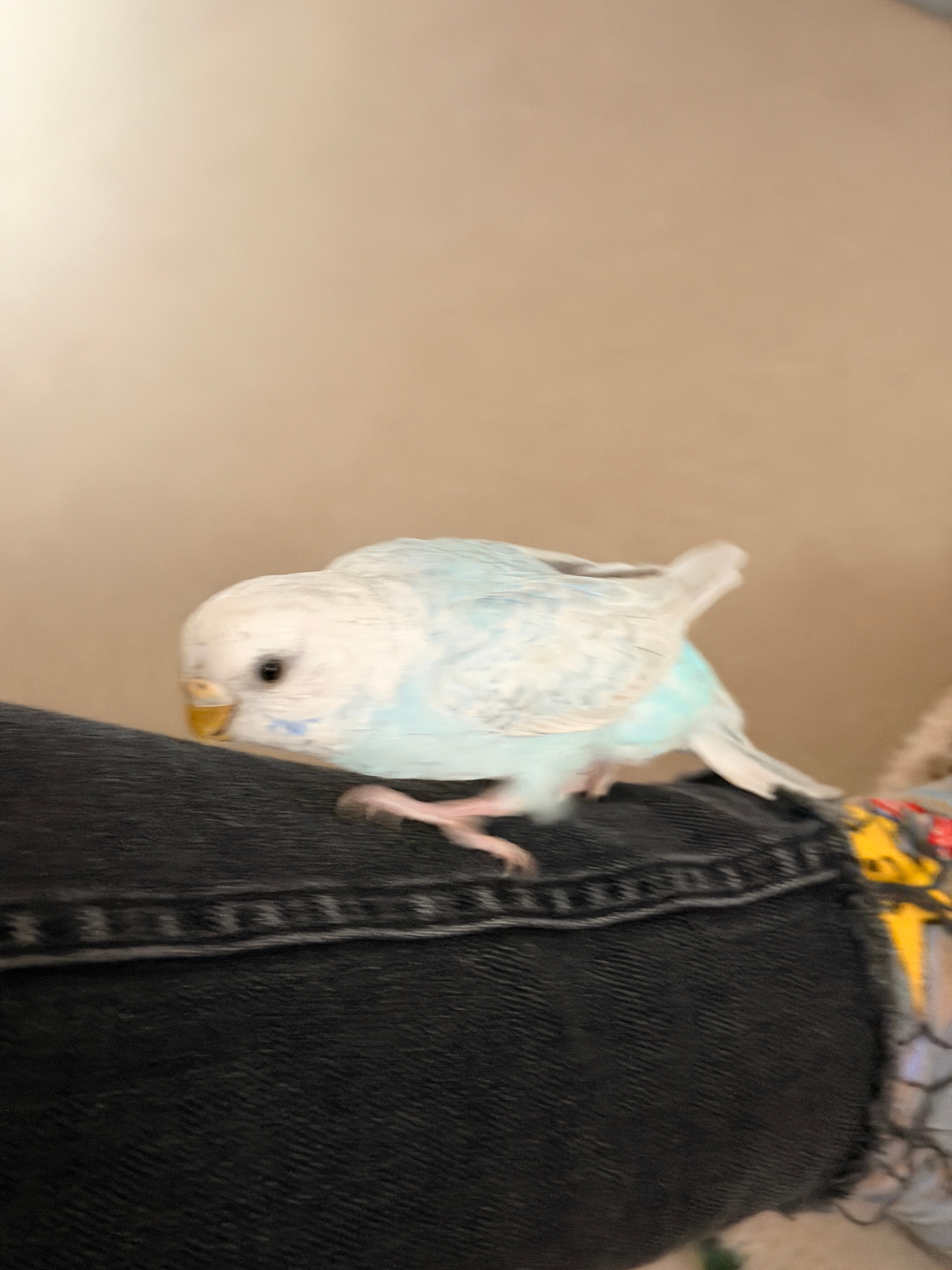 出门前，我家的小蓝可爱吧？ 