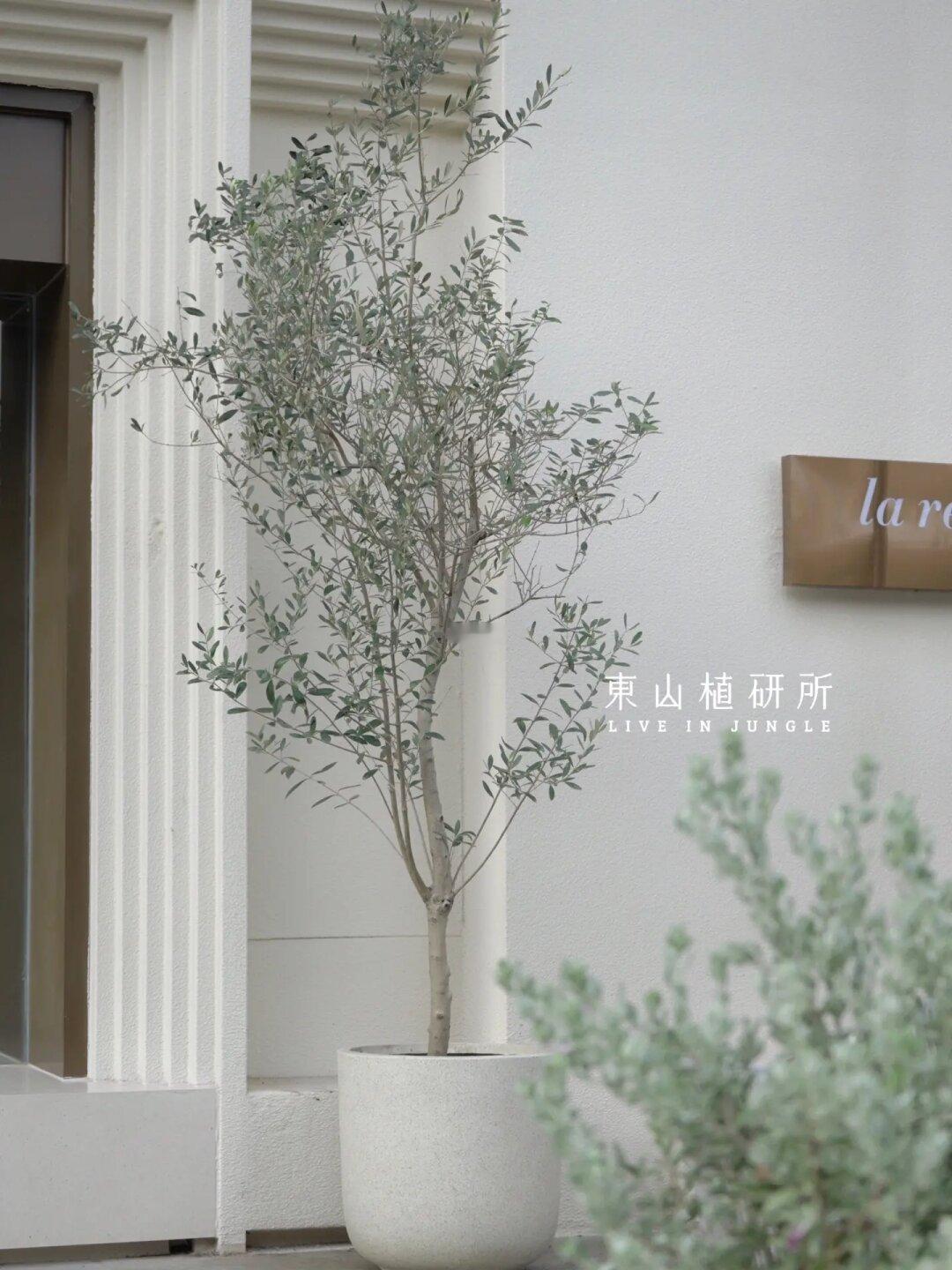 自带高级感的橄榄树🍃北欧风氛围绿植