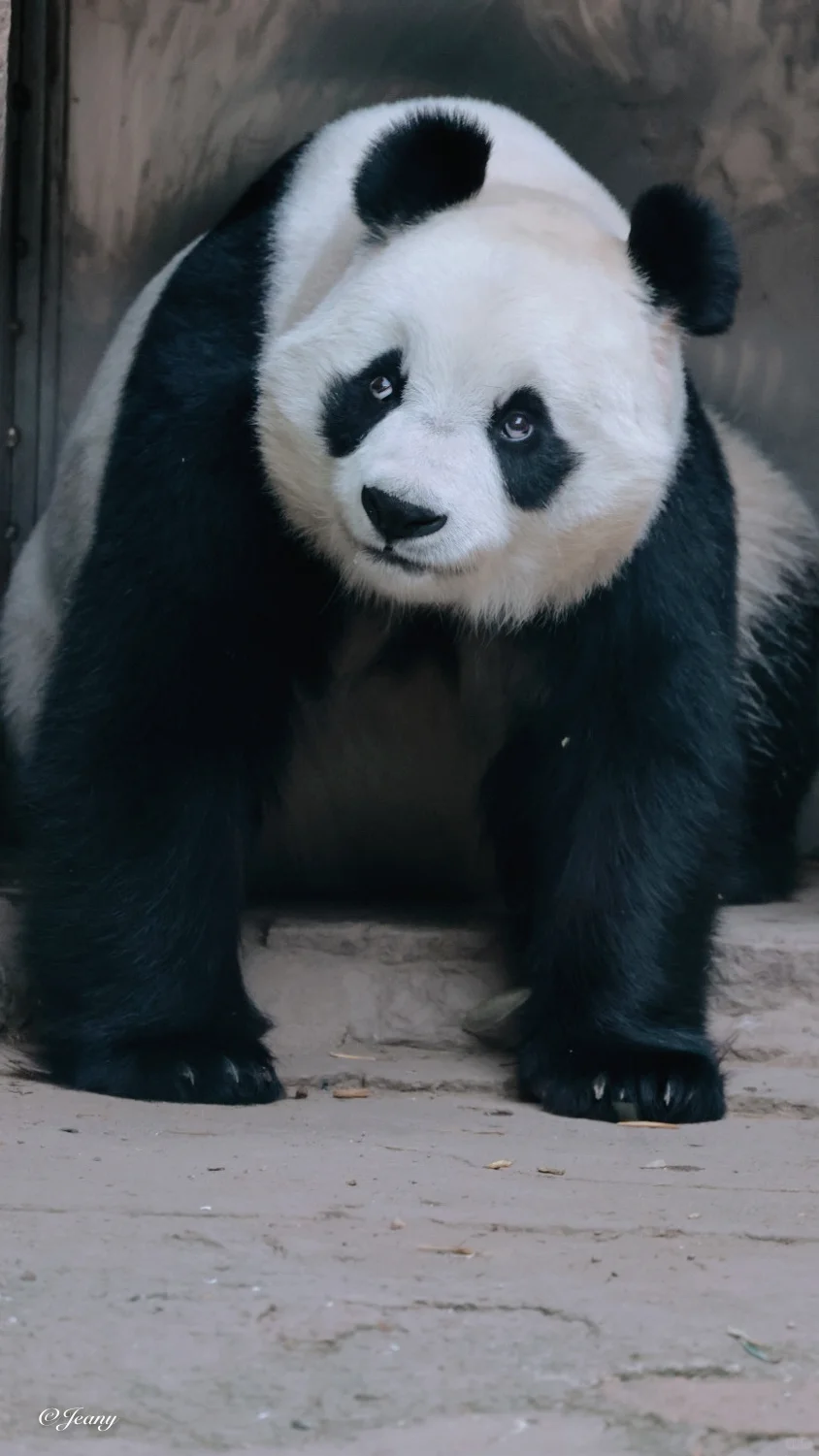 没睡够有起床气😂小白天就翻白眼🐼