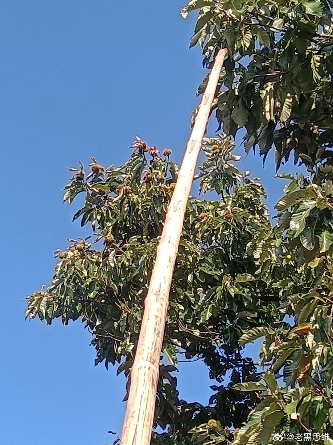 顶着32度的太阳敲了二小时，如今是个难题就是扒开有点麻烦。另外这玩意是不是有毒，