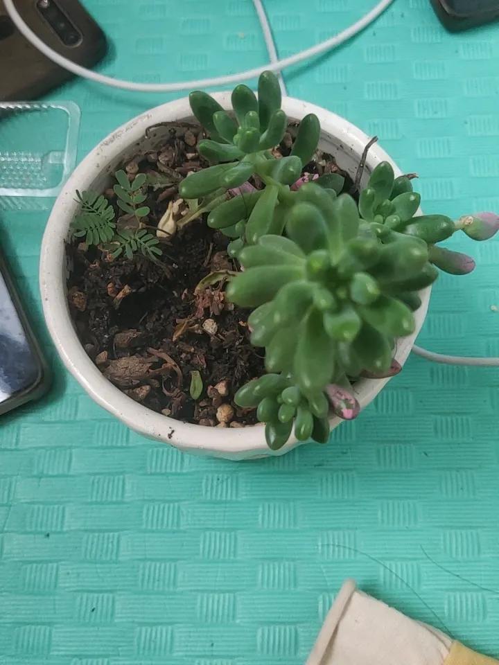 多肉开花是什么样多肉开花吗但是我这个养了二年了，也没有开过花，大家看一看我这个是