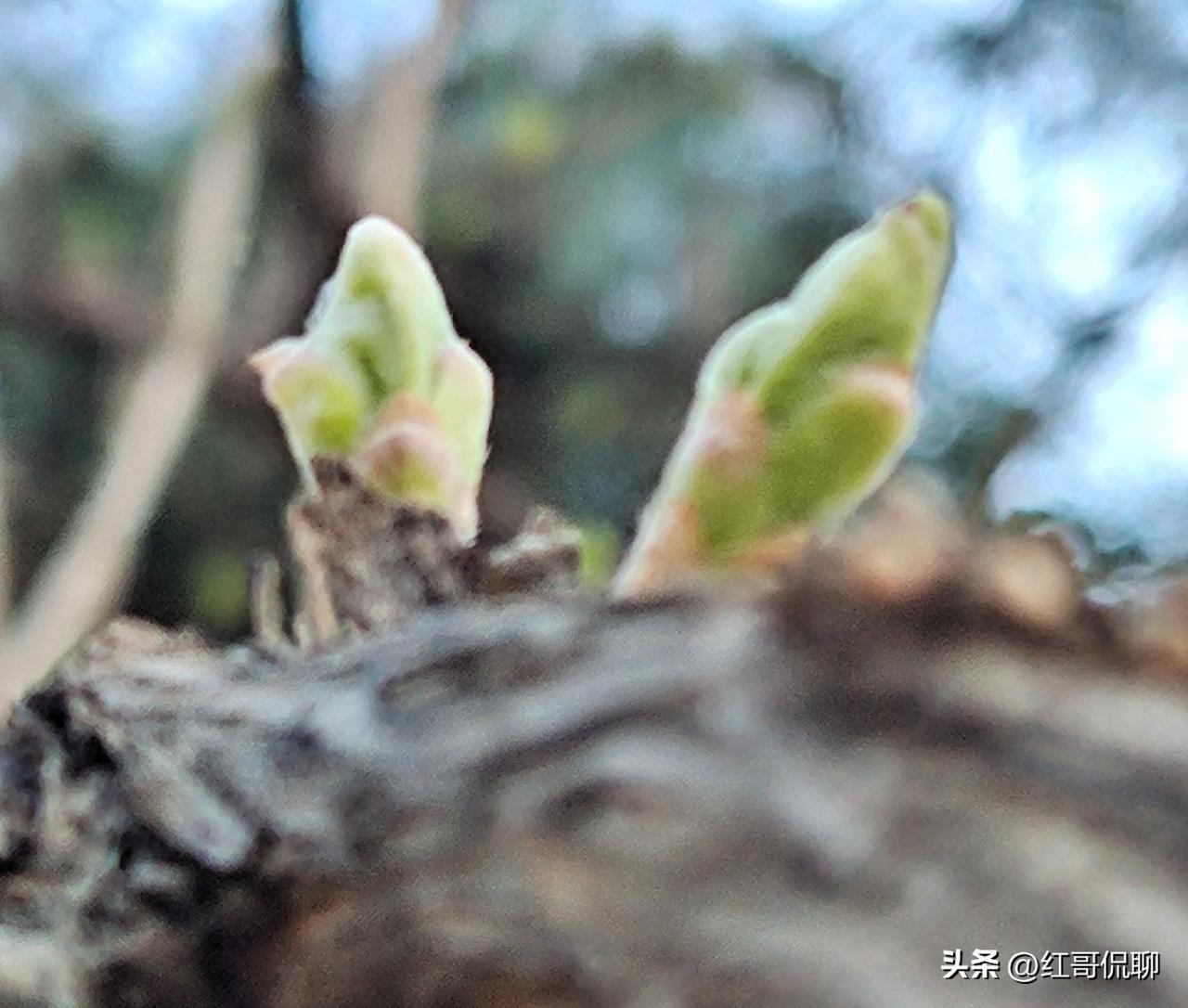 时下春芽萌动，一片生机，今日春色分享之金银忍冬春芽！