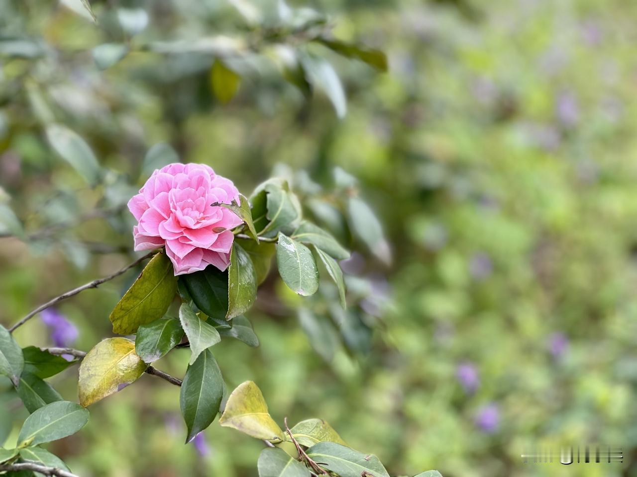 今天中午，我登上宜兴龙背山下小山岗，来看山茶花，顺便坐下品茶。花开寂寂，天地之间