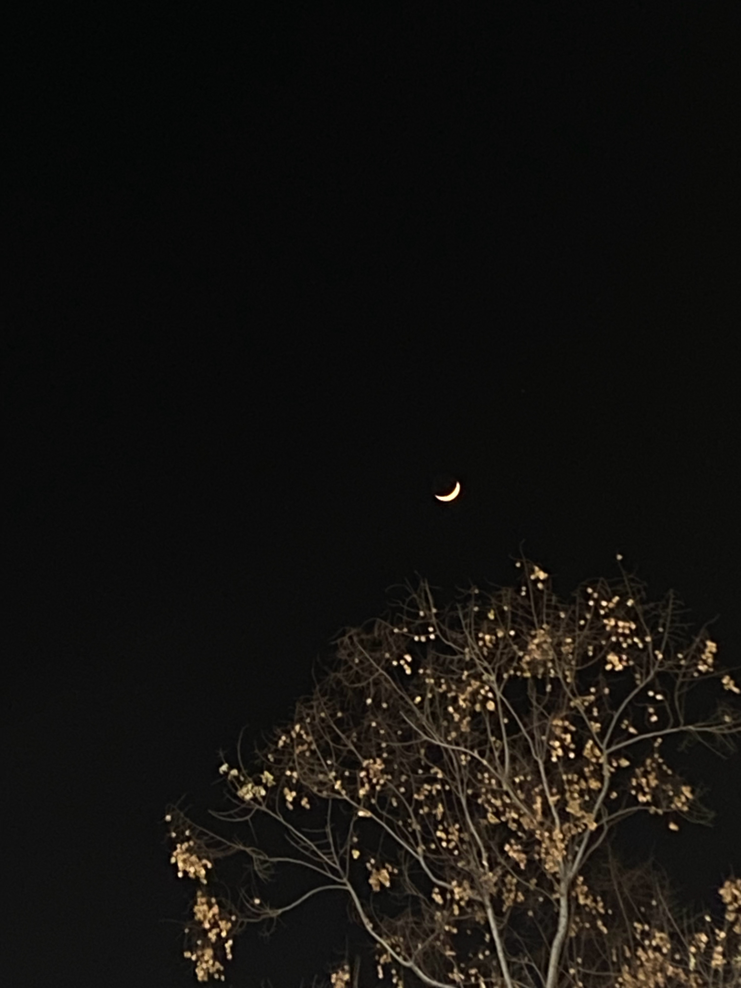 今天的月亮超漂亮的 ​​​