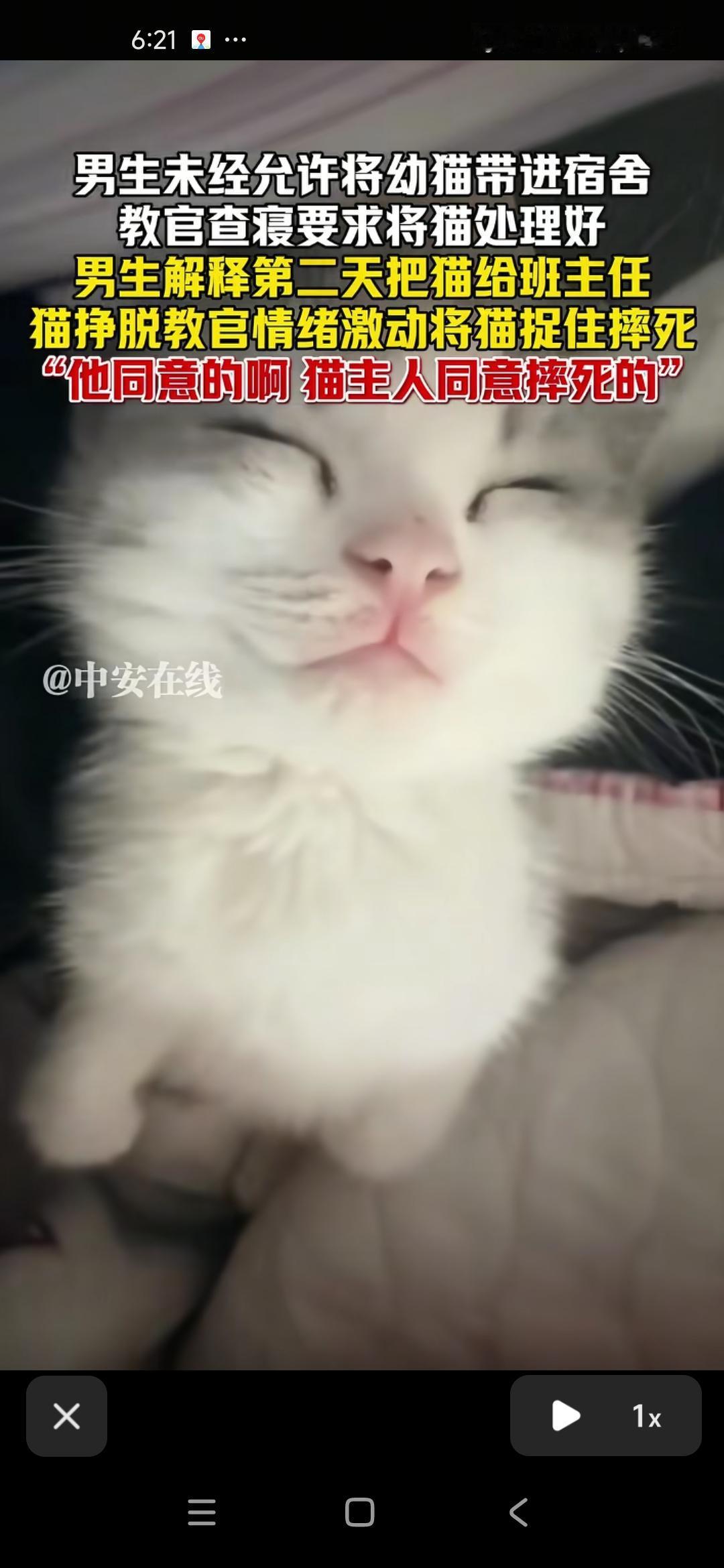 好想哭，小猫有什么错？！为什么承受结果的是它？！摔猫教官和拍视频的同学都太冷漠了